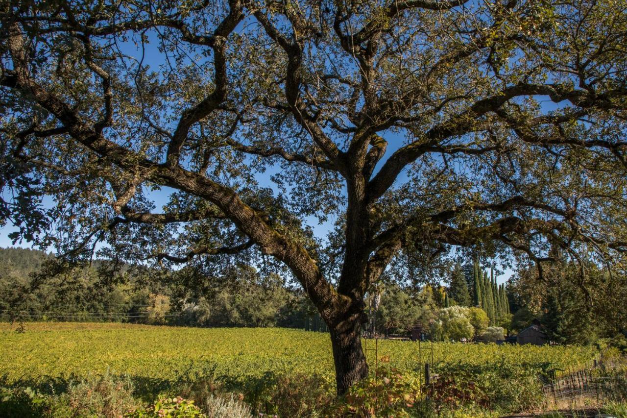 Wine Country Inn Napa Valley St. Helena Eksteriør billede